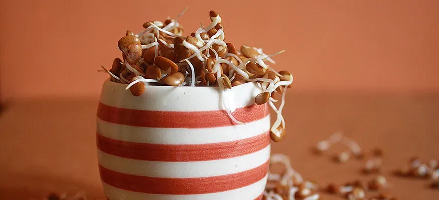 Riding the Health Wave: Horse Gram during Pregnancy