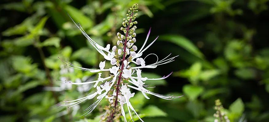 Misai Kucing herb with green leaves used for health benefits and kidney support