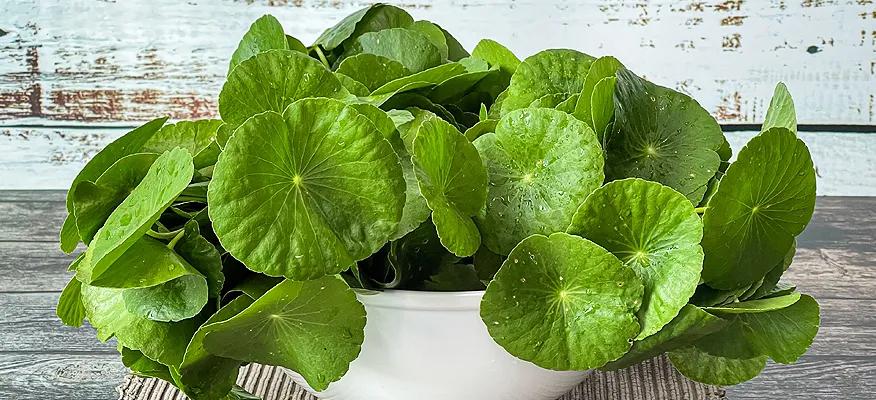 Health Benefits of Pegaga Leaves (Goku Kola)