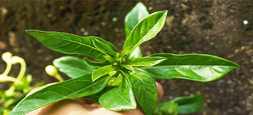 Health benefits of Kacip Fatimah (Labisia pumila) leaves